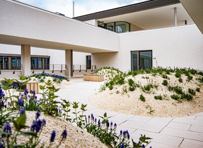 Dachbegrünung auf Dachterrasse in Kassel - Garten- und Landschaftsbau