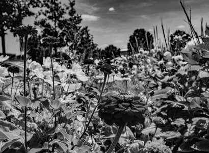 Blumen, Pflanzen und mehr im Galabau