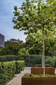 Dachbegruenung_Marburg_Stahl_Plantanen_Garten