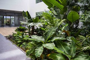 Innenraumbegrünung_Fraunhofer_Pflanzen_Vertikalbegrünung