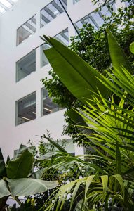 Innenraumbegrünung_Pflanzen_Grünfläche