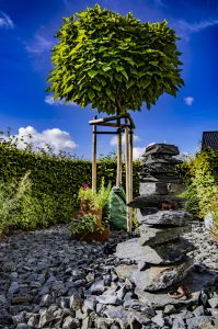 Naturstein_Platane_Baum_Stein_Hecke_Natur_Garten