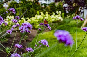 Pflanzen_Biene_Blumen_Rasen_Rollrasen_Wasser