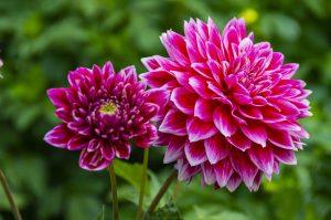 Dahlie_Pflanzen_Blume