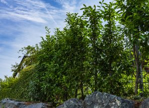 Hecke_Heckenelemente