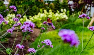 Pflanzen_Biene_Blumen_Rasen_Rollrasen_Wasser