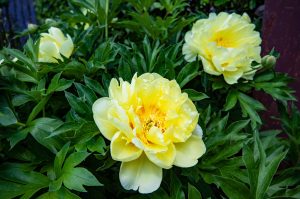 Pflanzen_Blumen_Gartenbau