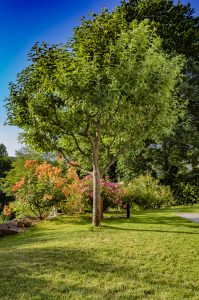 Rasen_Baum_Garten_Pflanzen