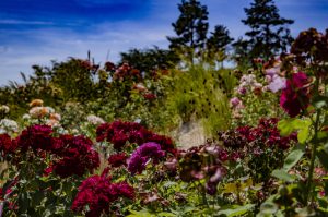 Rosen_Stauden_Mischpflanzung_Garten_Galabau_Balzer