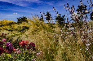 Staudenmisch_Galabau_Garten_Blumen_Pflanzen