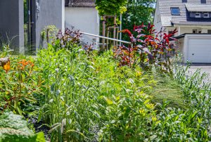 Staudenmisch_Sommerflor_Pflanzung