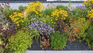 Staudenmisch_Sommerflor_Pflanzung_bunt