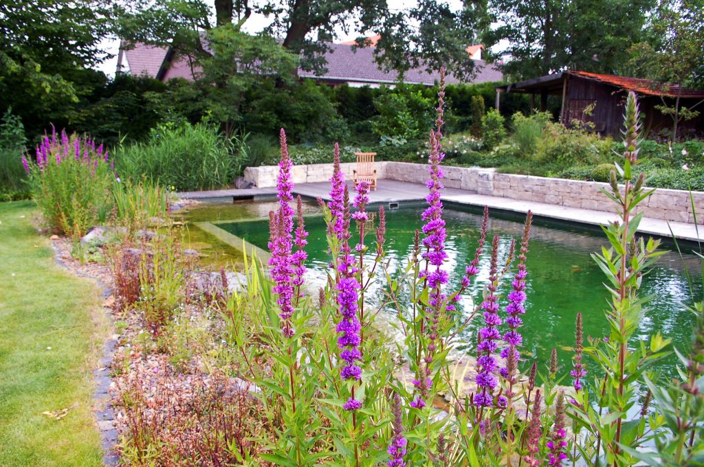 Schwimmteich_Pflanzung_Garten_Marburg